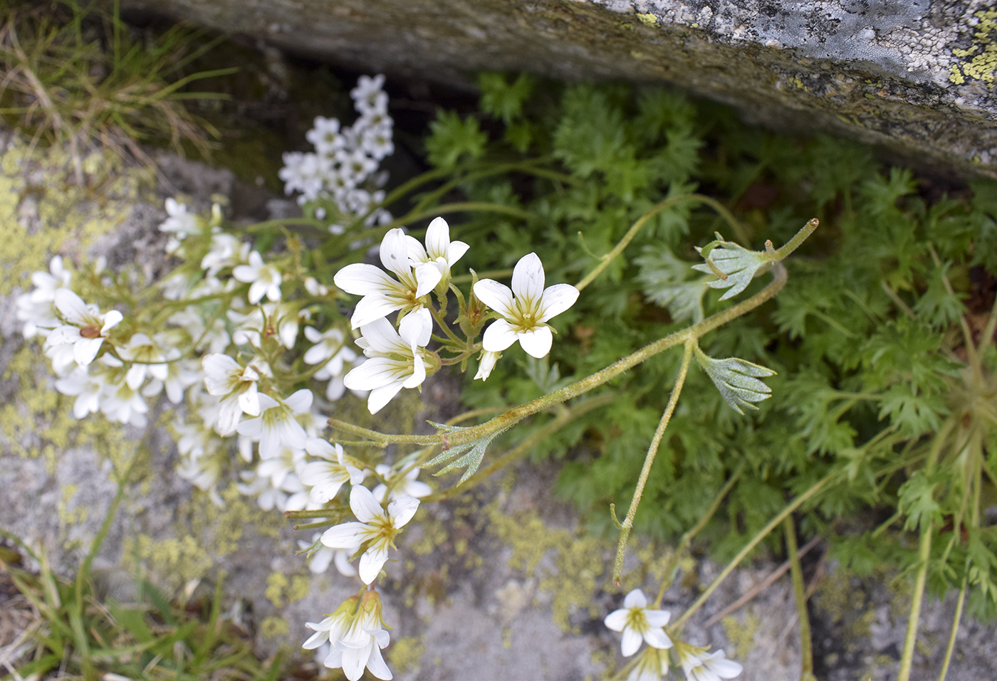 Image of Saxifraga geranioides specimen.