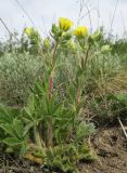 Potentilla callieri. Цветущее растение. Луганская народная республика, г. Луганск, балка Калмыцкий Яр, днище балки. 14.05.2020.