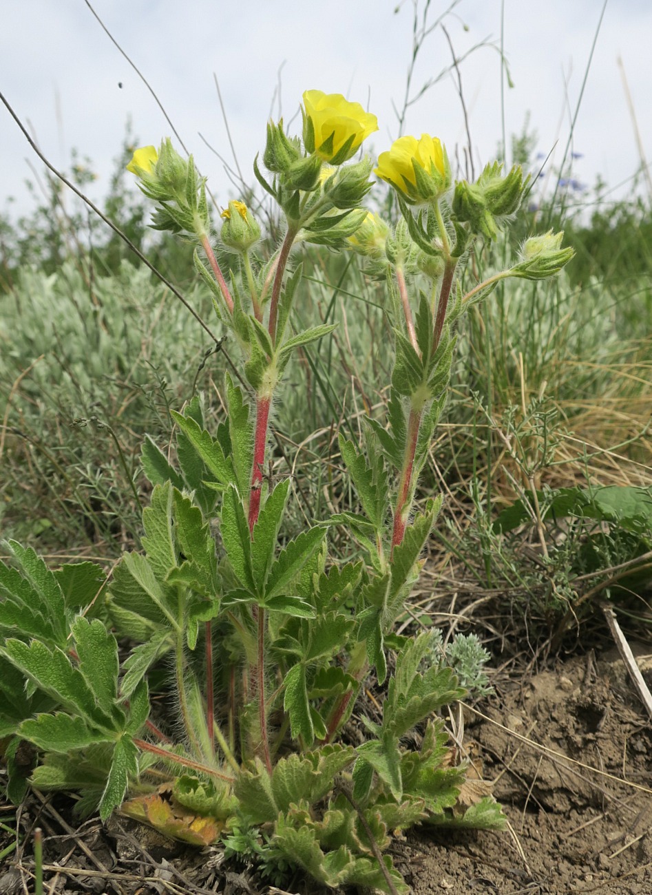 Изображение особи Potentilla callieri.