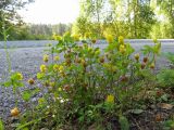 Trifolium campestre