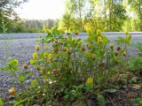 Trifolium campestre