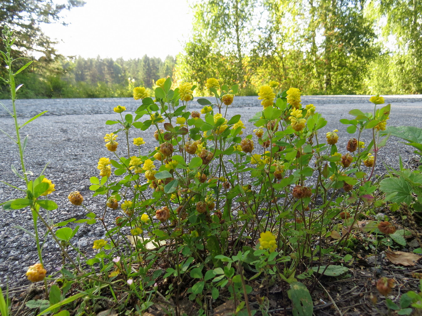 Image of Trifolium campestre specimen.