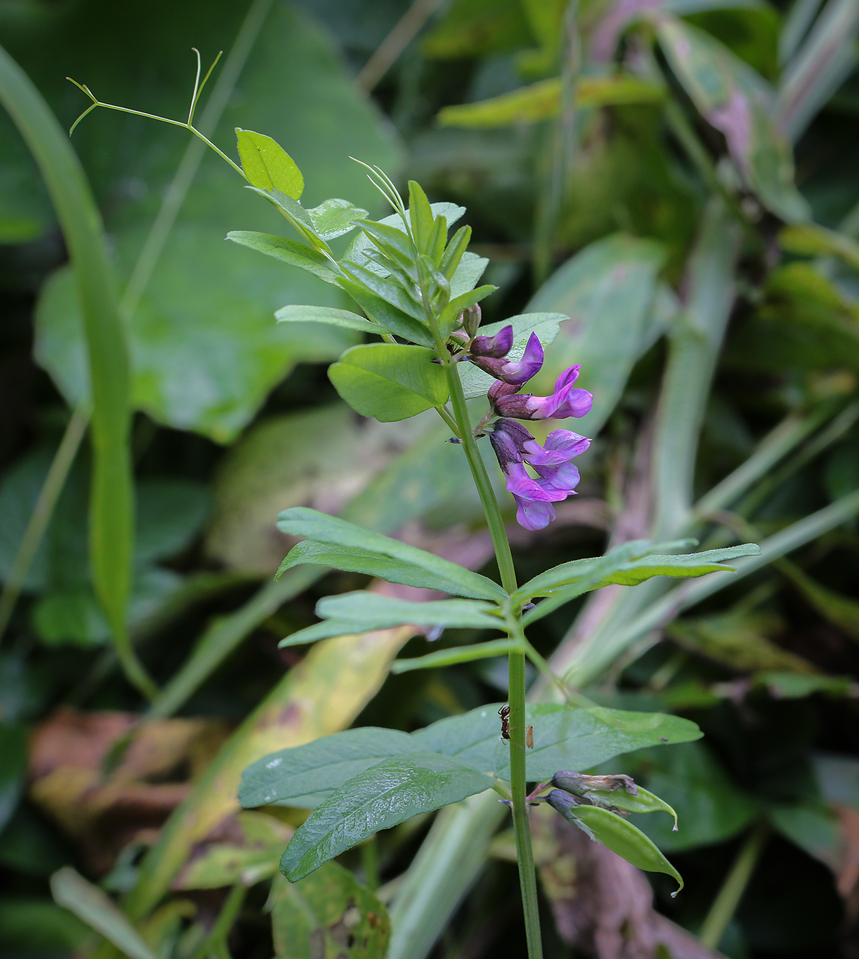 Изображение особи Vicia sepium.