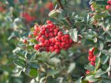 Pyracantha coccinea. Соплодие и листья. Краснодар, парк \"Краснодар\", Японский сад, в культуре. 01.01.2024.