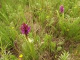 Dactylorhiza incarnata. Цветущие растения. Нижегородская обл., Ардатовский р-н, рабочий пос. Мухтолово, пос. станции Венец, разнотравный среднеувлажнённый луг, во влажном понижении, на кочках трав. 17.06.2020.