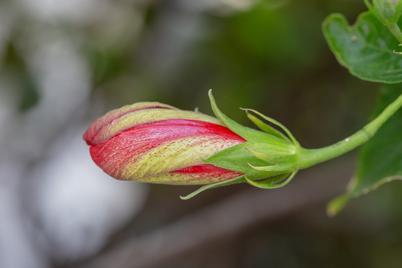 Изображение особи Hibiscus rosa-sinensis.