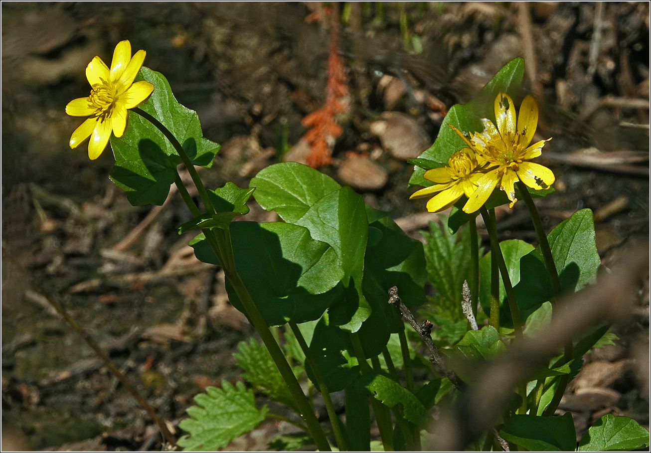 Image of Ficaria verna specimen.