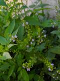 Veronica anagallis-aquatica