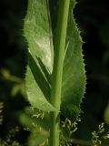 Sonchus подвид uliginosus