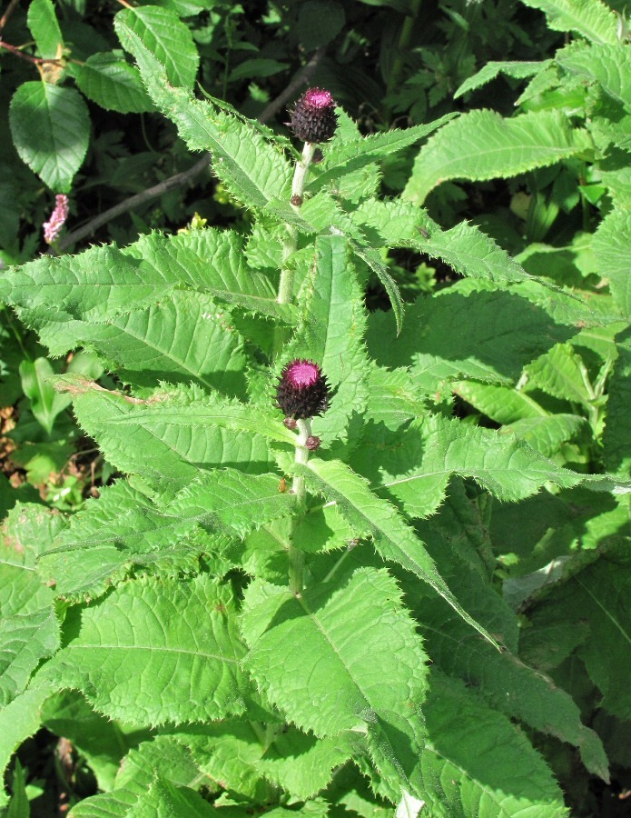 Изображение особи Cirsium helenioides.