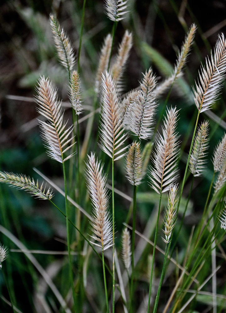 Изображение особи Agropyron pectinatum.