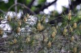 genus Pinus. Верхушки побегов с микростробилами. Приморский край, окр. с. Староварваровка, Анучинского р-на, территория заброшенного оздоровительного лагеря, в культуре(?). 19.05.2024.