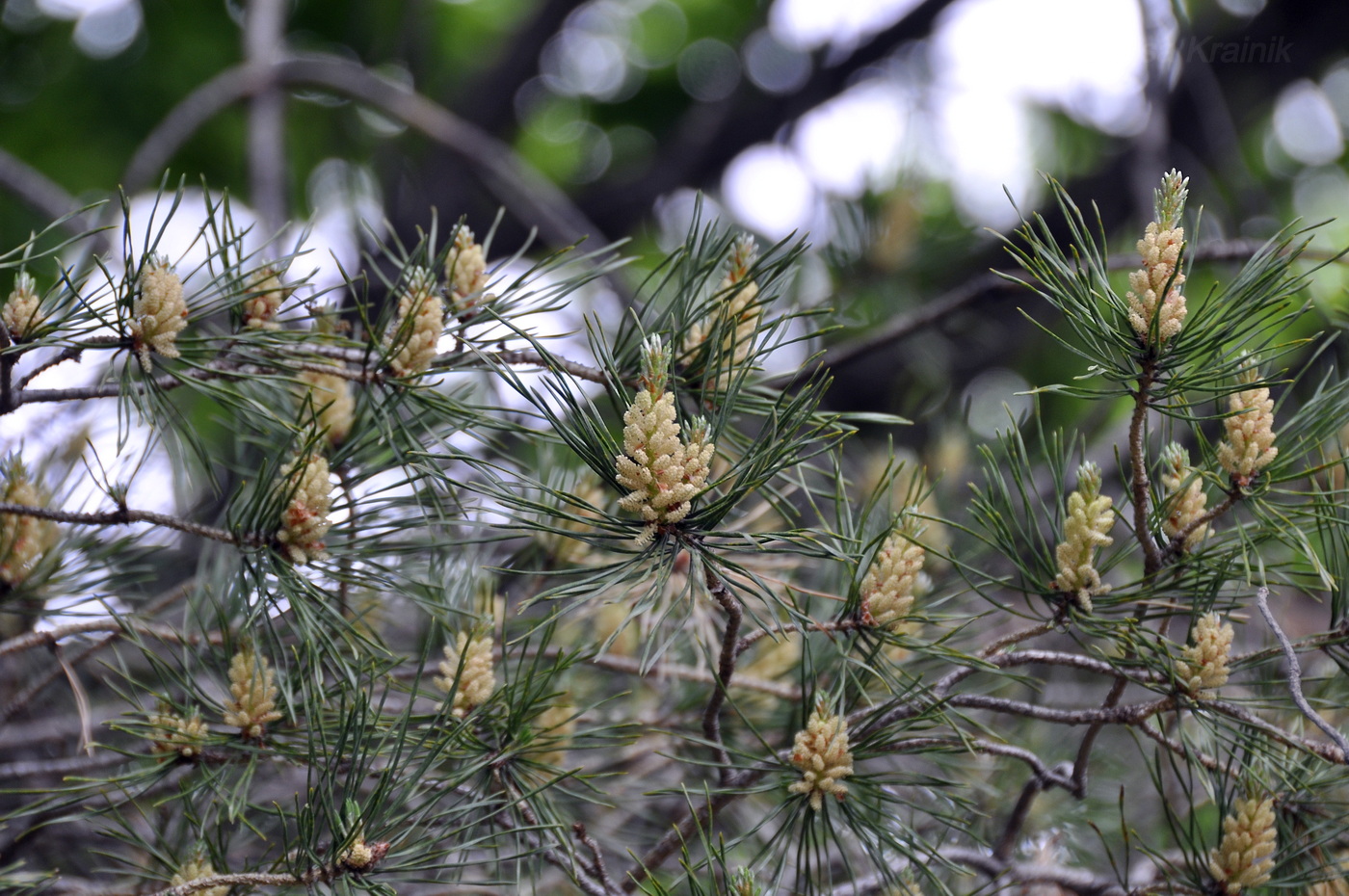 Изображение особи род Pinus.