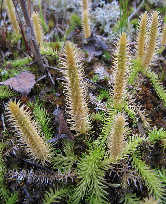 Image of Lycopodiella inundata specimen.