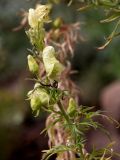 Aconitum nemorosum