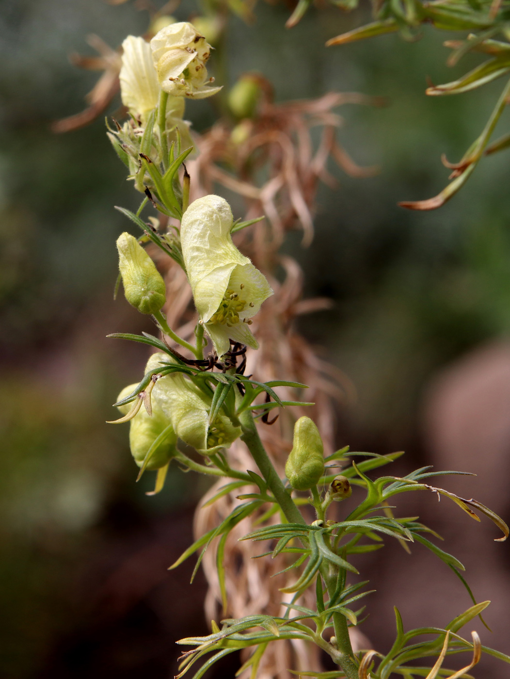 Изображение особи Aconitum nemorosum.