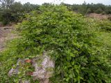 genus Clematis