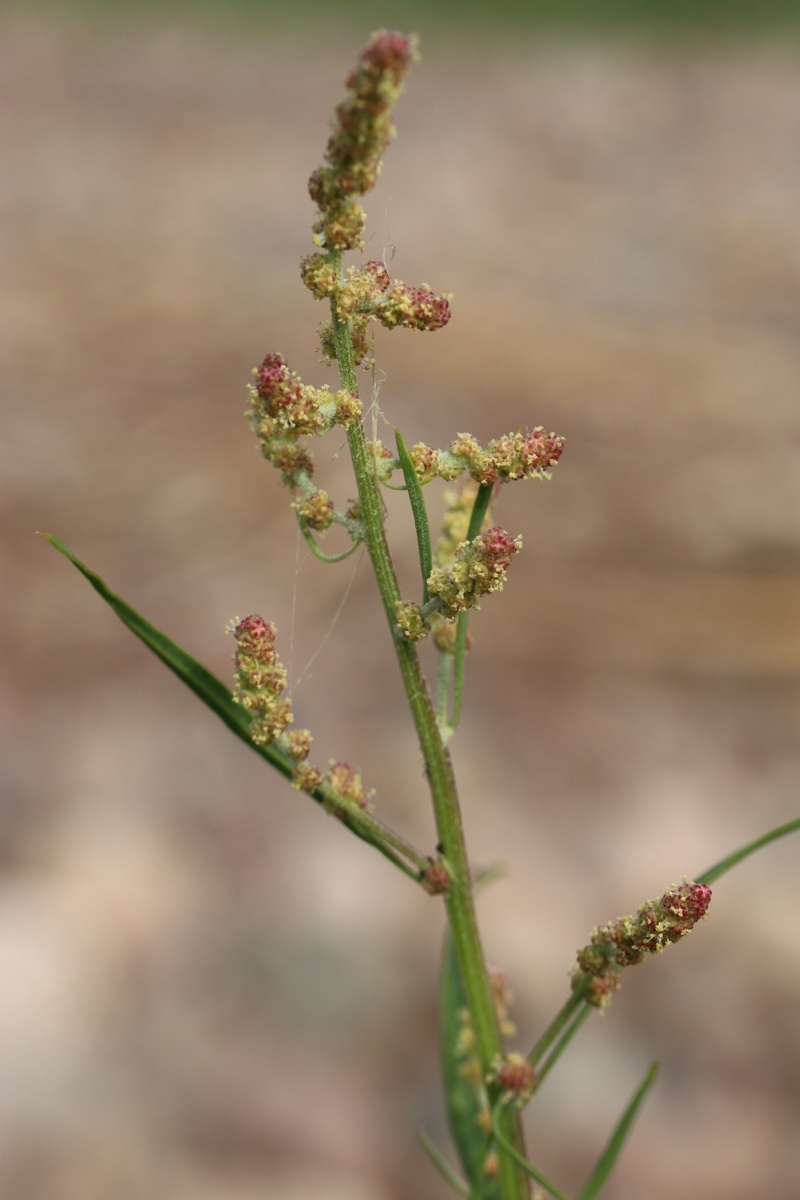 Изображение особи Atriplex littoralis.