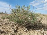 Salsola chiwensis
