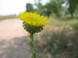 Grindelia squarrosa