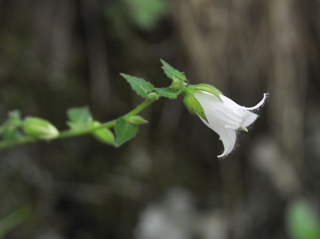 Image of Campanula alliariifolia specimen.