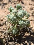 Cymbolaena griffithii