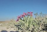 Tragopogon marginifolius