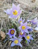 Pulsatilla grandis