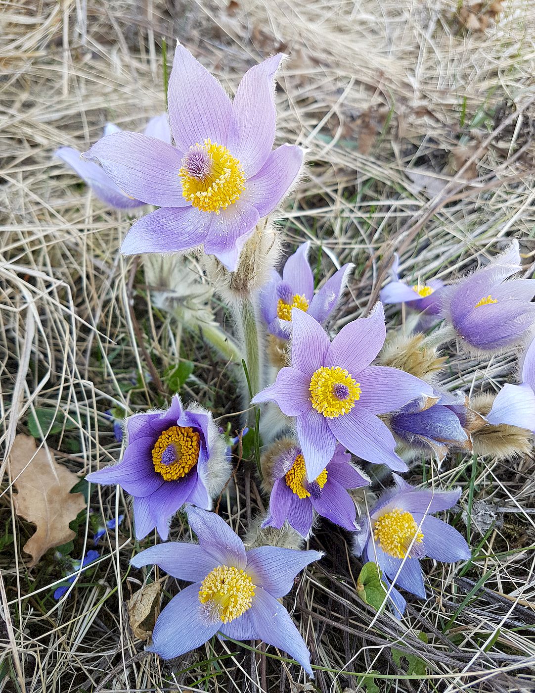 Изображение особи Pulsatilla grandis.