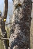 Acer platanoides. Часть поросшего лишайниками и мхом ствола взрослого дерева. Ленинградская обл., Ломоносовский р-н, дол. р. Шингарка, берег р. Фабричная Речка, закустаренный разнотравный луг. 01.05.2025.