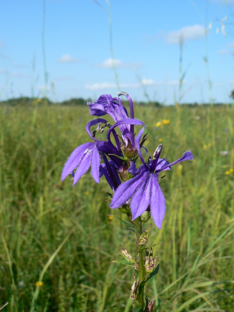 Image of genus Lobelia specimen.