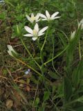 Ornithogalum umbellatum. Соцветие. Украина, Закарпатская обл., Виноградов, Чёрная гора, травянистый склон. 5 мая 2008 г.