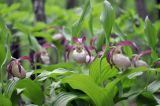 Cypripedium × ventricosum. Цветки. Приморский край, Уссурийский ГО, окр. с. Монакино, широколиственный лес. 31.05.2025.