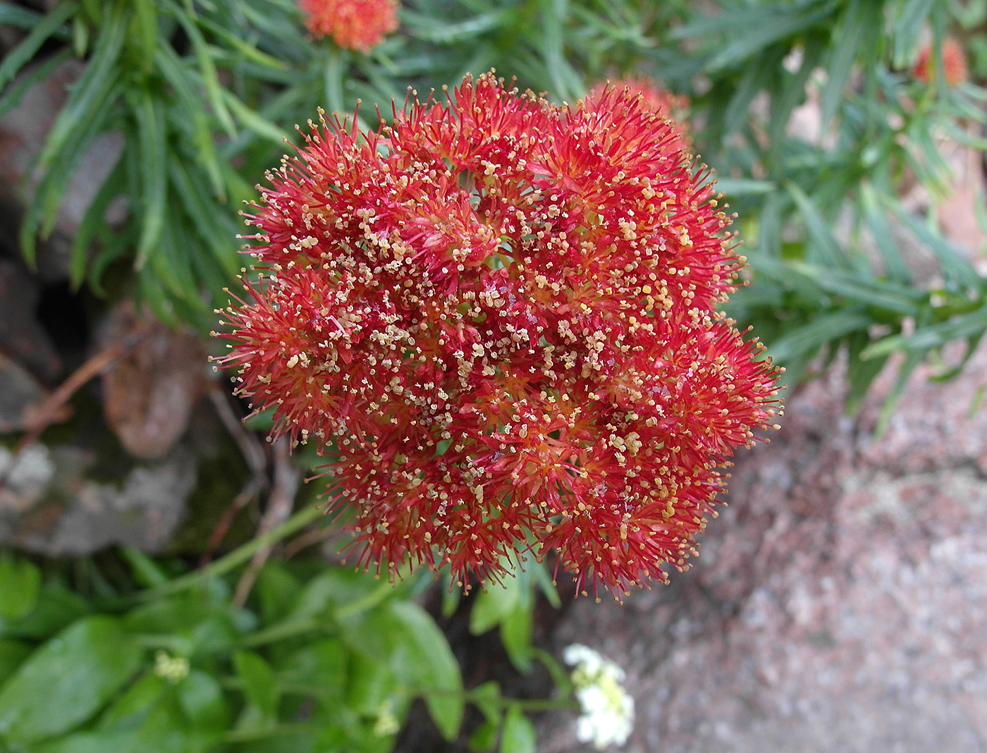 Изображение особи Rhodiola linearifolia.