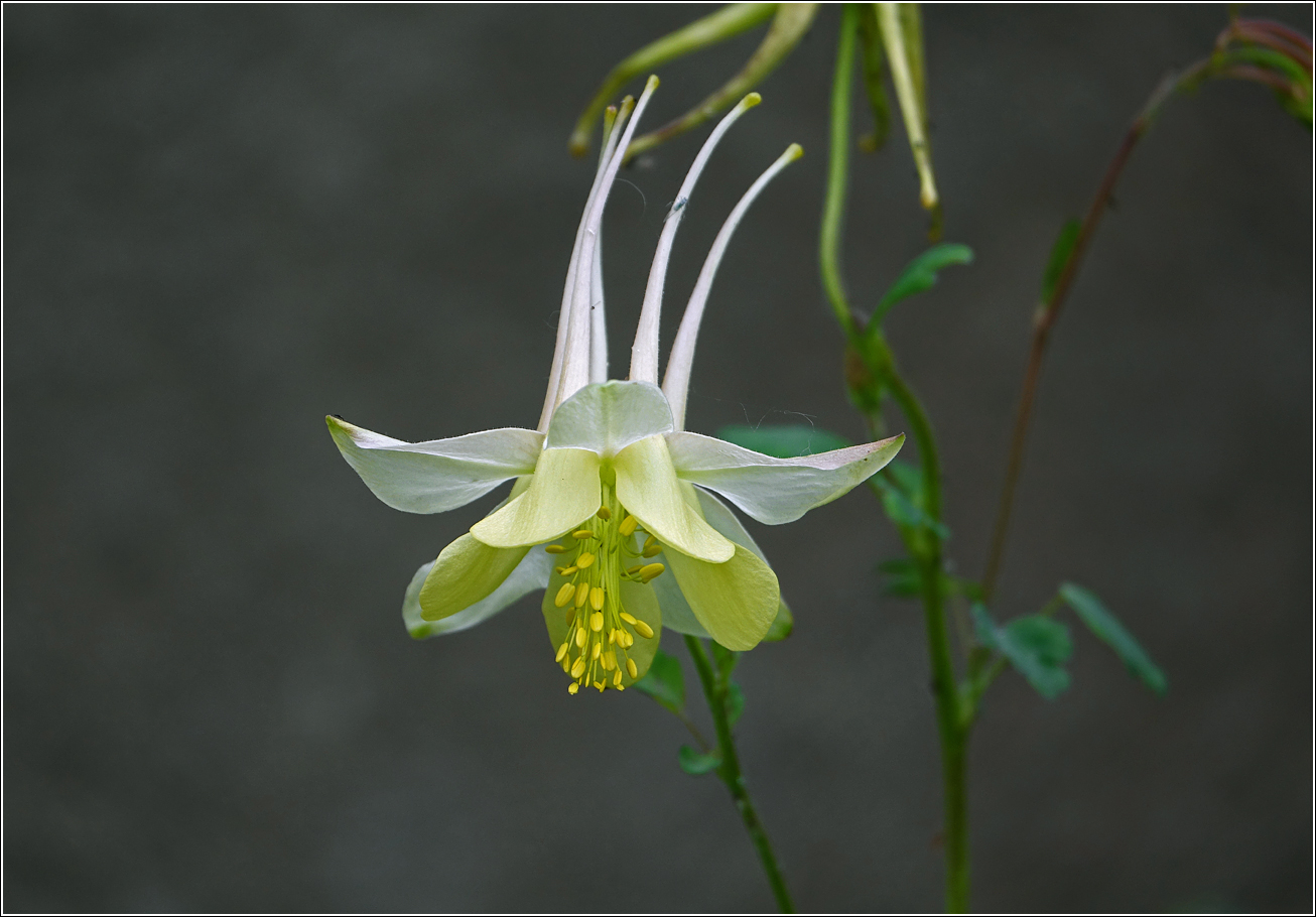 Image of genus Aquilegia specimen.