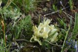 род Astragalus