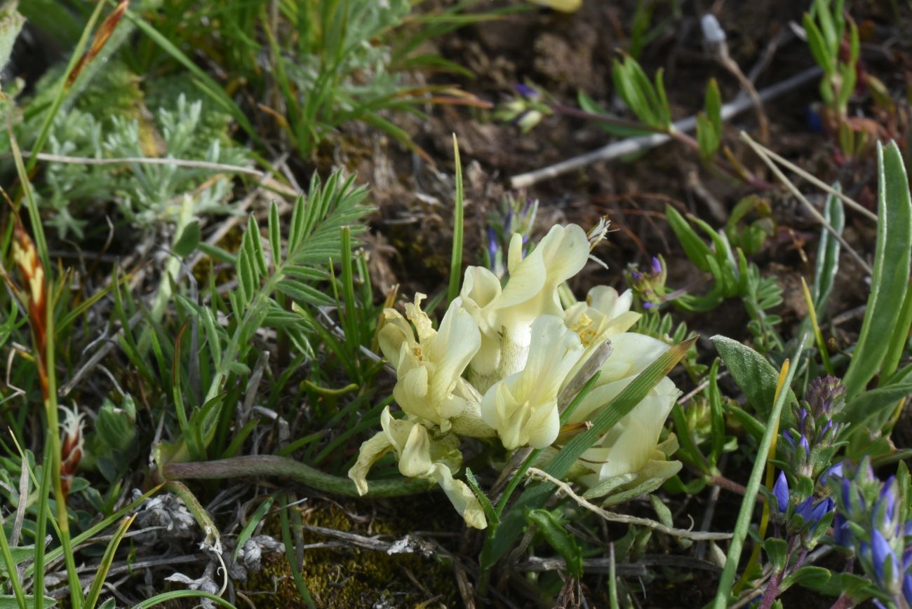 Изображение особи род Astragalus.