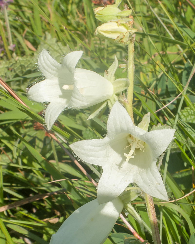 Изображение особи Campanula dolomitica.