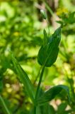 Cerastium davuricum. Верхушка побега с развивающимся соцветием. Башкортостан, Кугарчинский р-н, окр. дер. Мурадымово, природный парк \"Мурадымовское ущелье\", дол. р. Б. Ик, в тени деревьев. 31 мая 2024 г.
