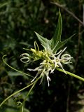 Echinocystis lobata