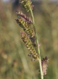 род Echinochloa. Часть соцветия. Испания, Каталония, пров. Жирона, комарка Баш Эмпорда, муниципалитет Калонже, залежь. 21.09.2025.
