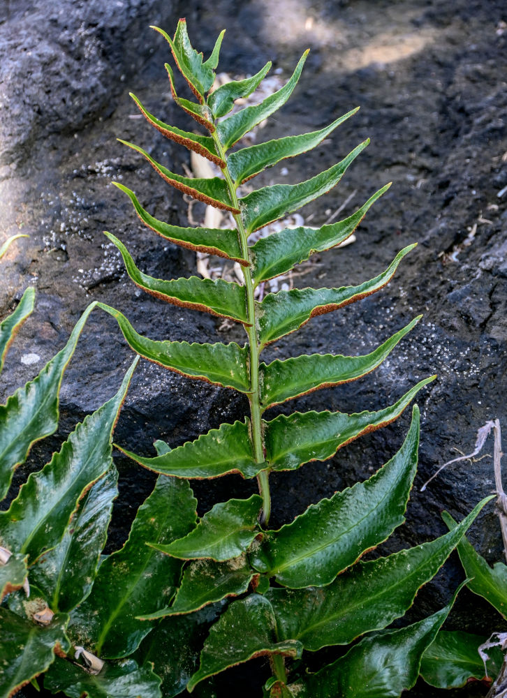 Image of Cyrtomium falcatum specimen.