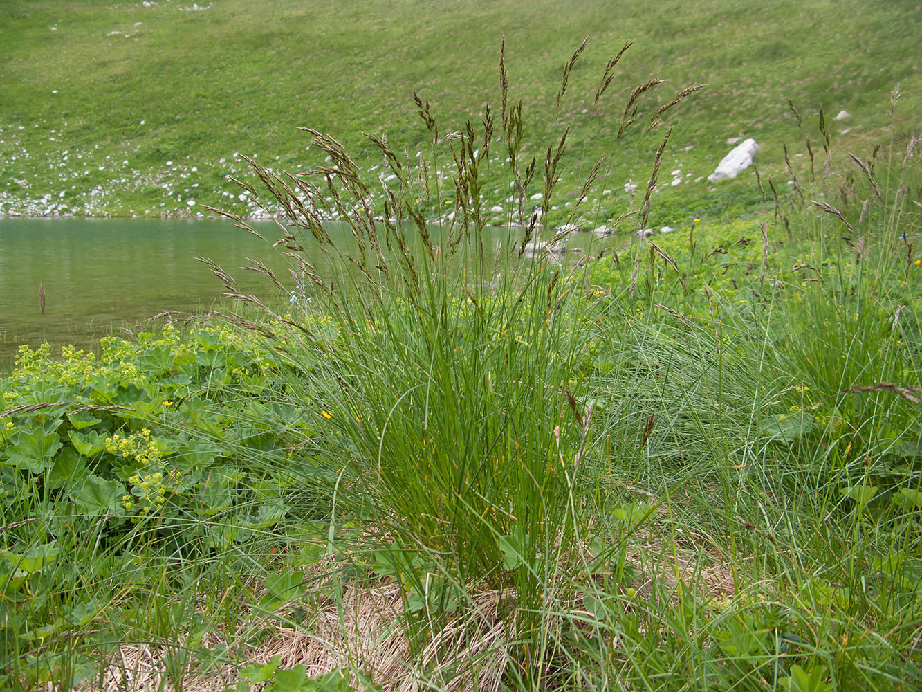 Изображение особи Deschampsia cespitosa.