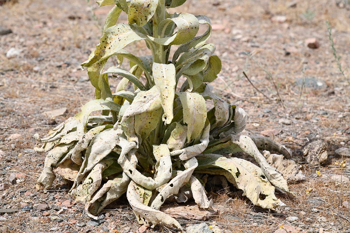 Изображение особи Verbascum songaricum.