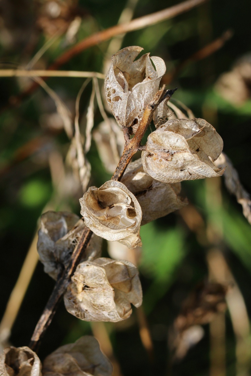 Image of Rhinanthus vernalis specimen.