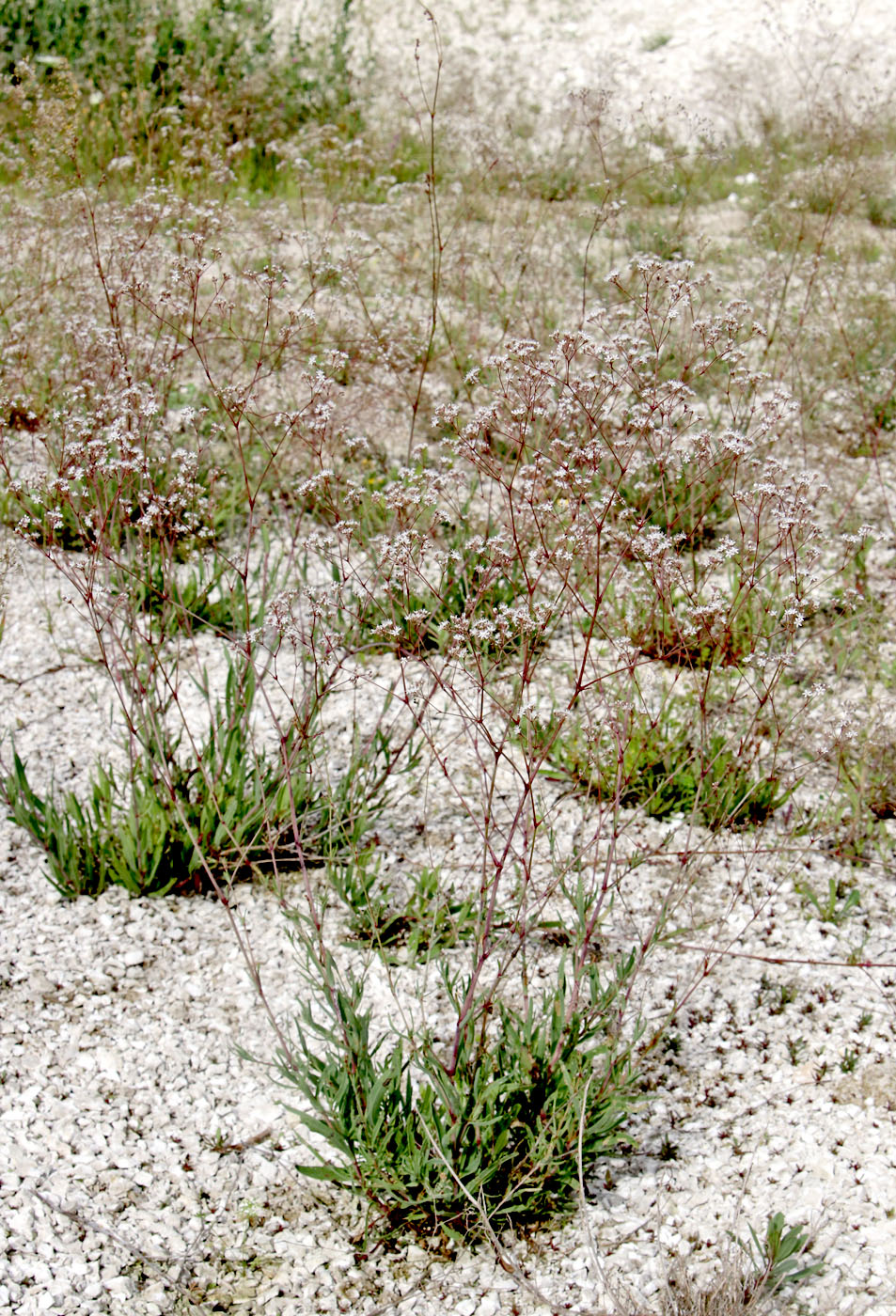 Image of Gypsophila altissima specimen.