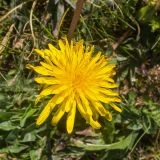Taraxacum officinale