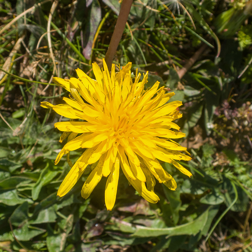 Image of genus Taraxacum specimen.