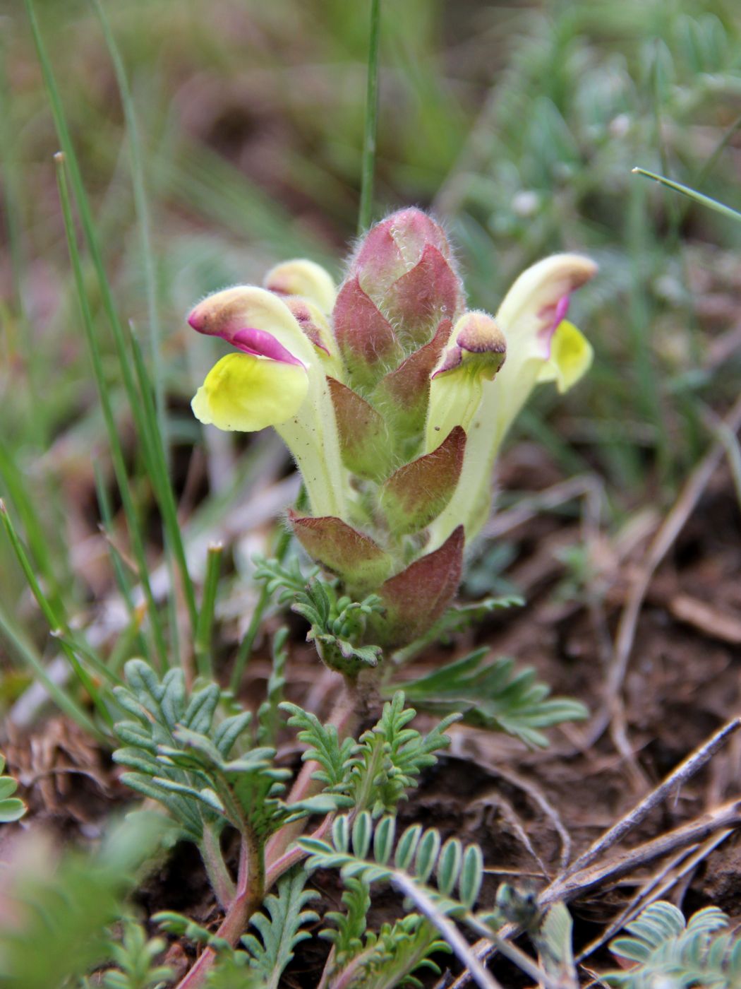 Image of Scutellaria przewalskii specimen.