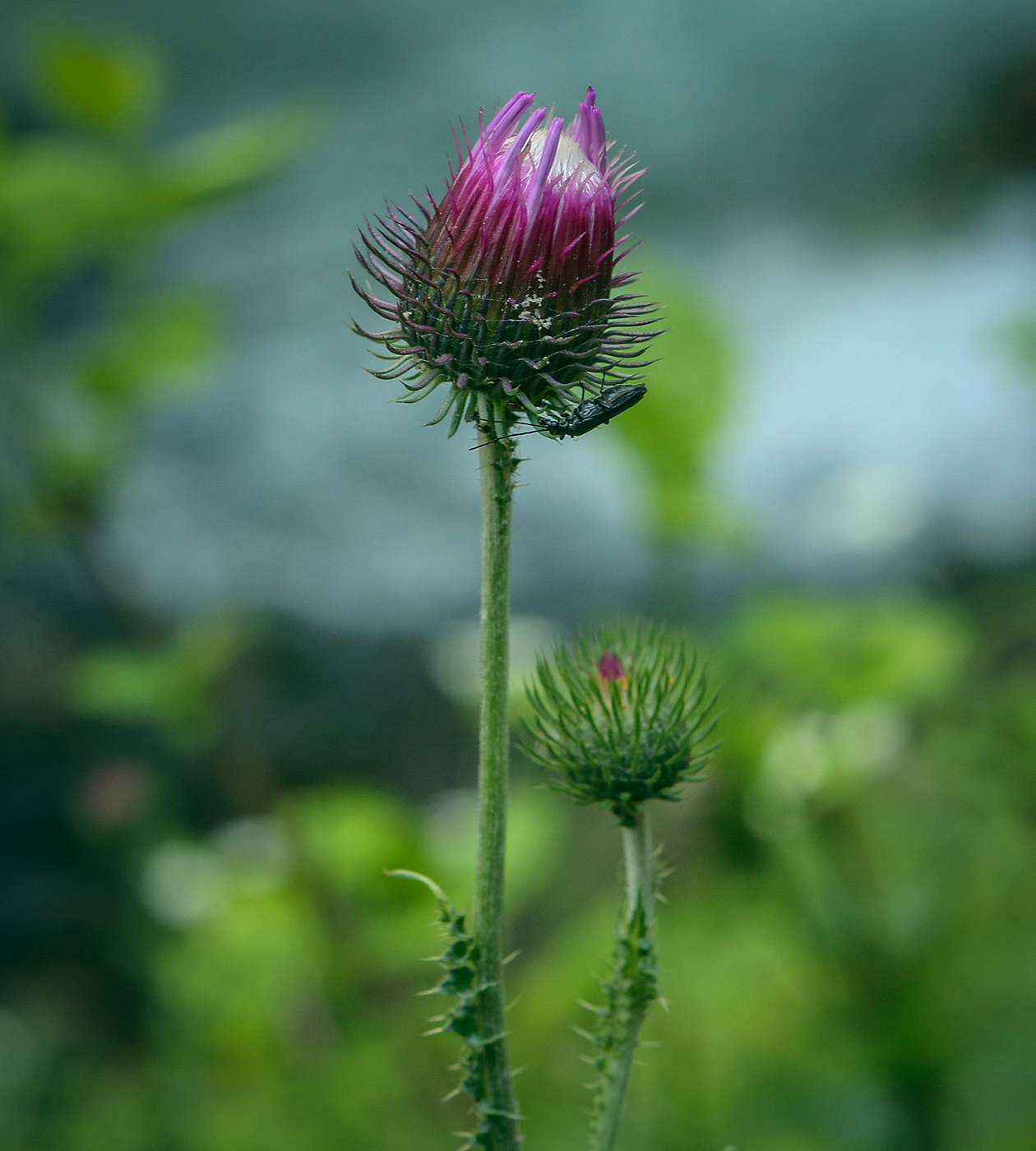 Изображение особи род Carduus.